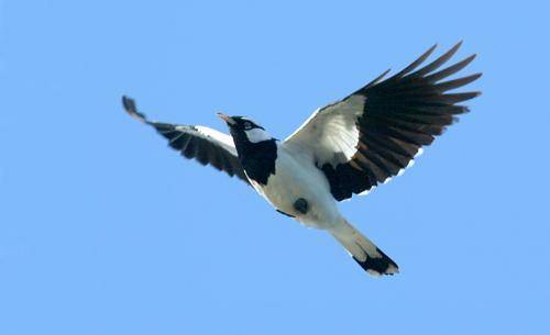 Magpie Lark