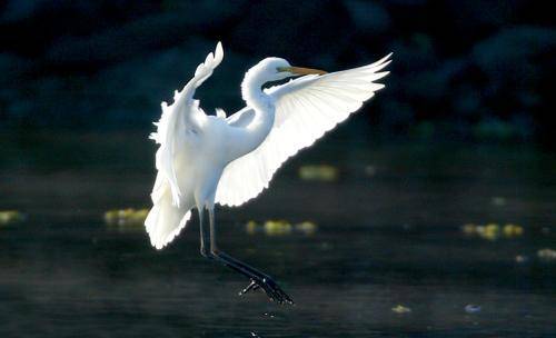 Intermediate Egret