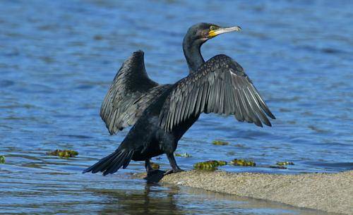 Great Cormorant
