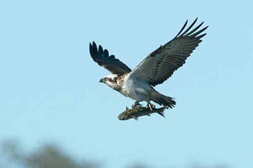 Osprey
