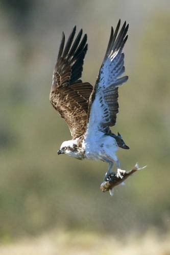 Osprey