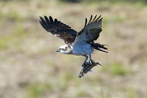 Osprey
