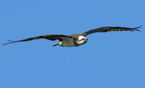 Osprey
