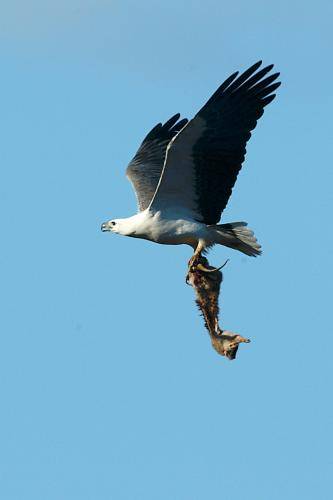 White bellied Sea Eagle