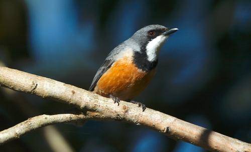 Rufous Whistler