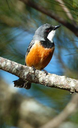 Rufous Whistler