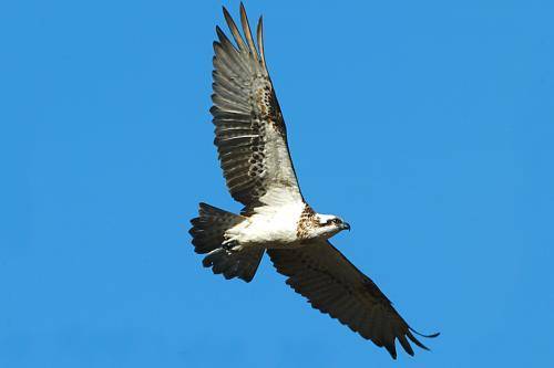 Osprey
