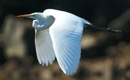 Intermediate Egret