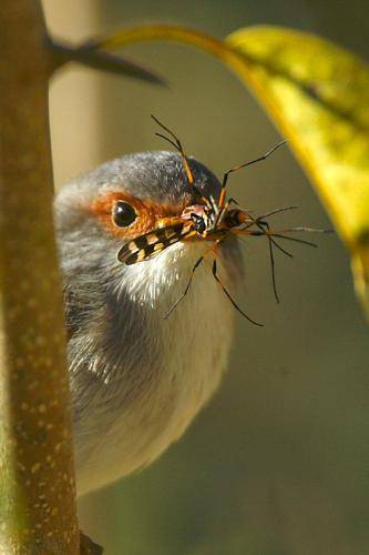 Superb Fairy-Wren