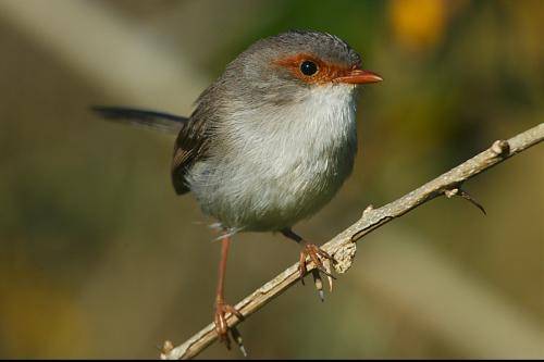 Superb Fairy-Wren