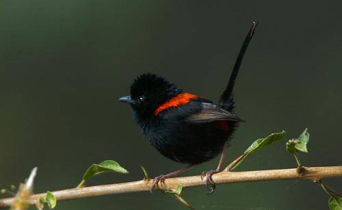 Red backed Fairy-Wren