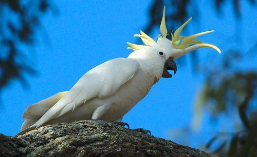 Sulphur crested Cockatoo