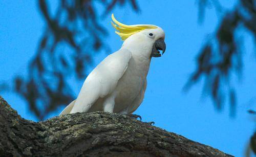 Sulphur crested Cockatoo