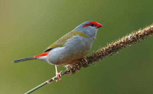 Red browed Finch