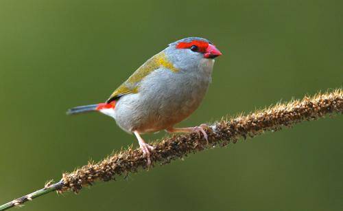 Red browed Finch