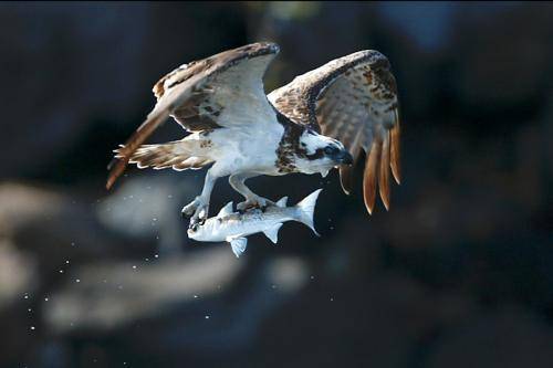 Osprey