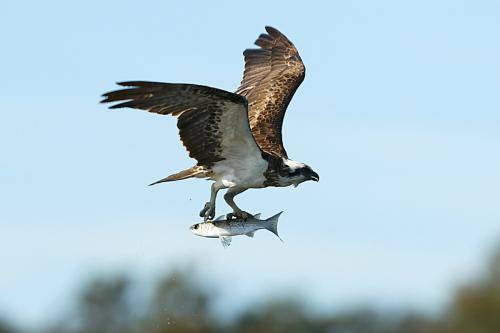 Osprey