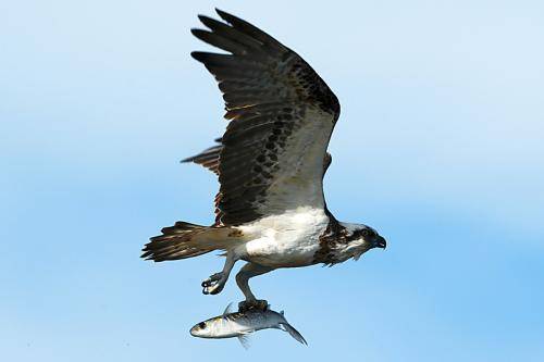 Osprey