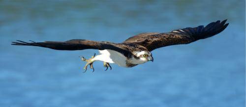 Osprey