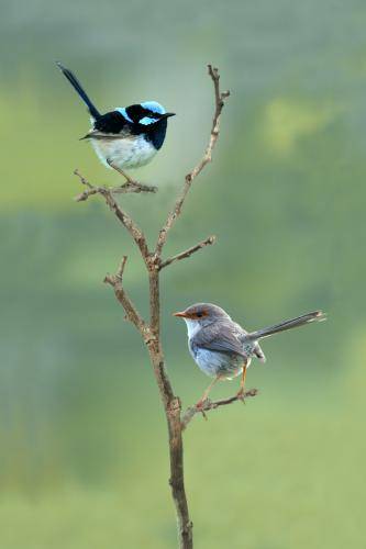 Superb Fairy-Wren