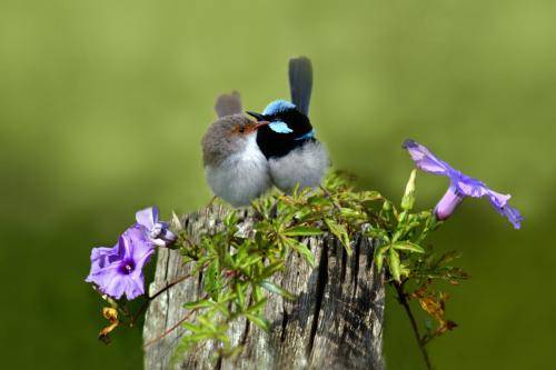Superb Fairy-Wren*