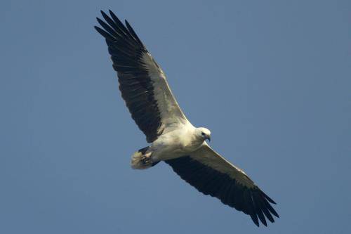 White bellied Sea Eagle