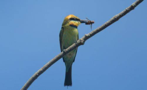 Rainbow Bee-eater