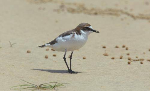 Red capped Plover