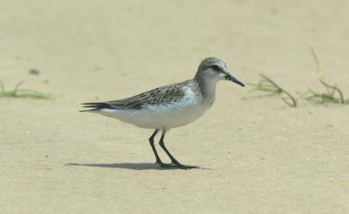 Red necked Stint