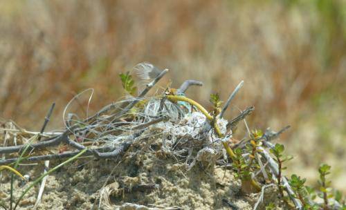 Red capped Plover