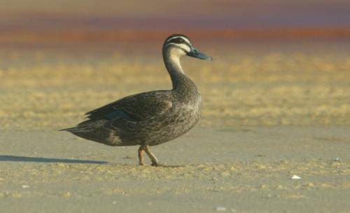 Pacific Black Duck