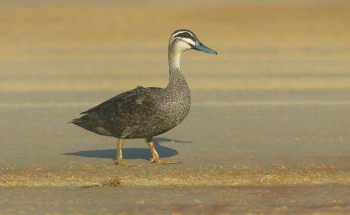 Pacific Black Duck