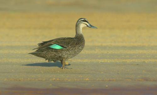 Pacific Black Duck