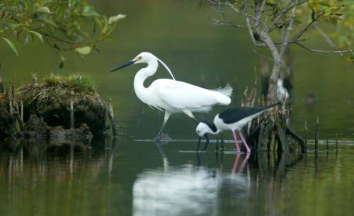 Intermediate Egret