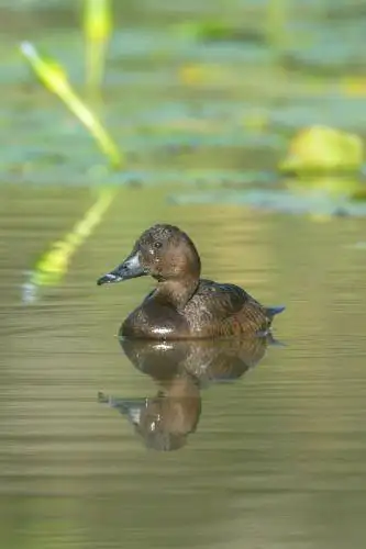 White eyed Duck (Hardhead)