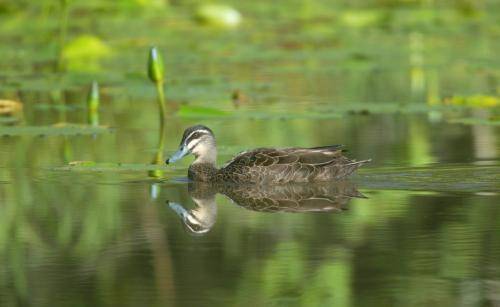 Pacific Black Duck