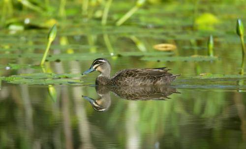 Pacific Black Duck