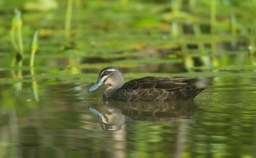 Pacific Black Duck