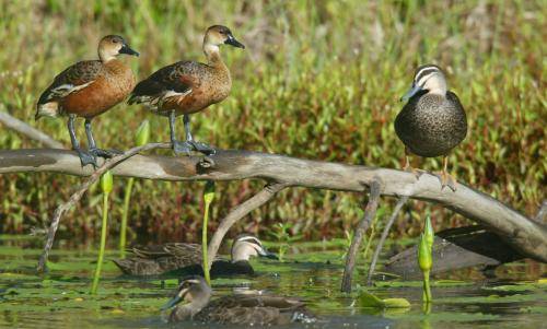 Pacific Black Duck