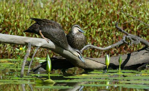 Pacific Black Duck