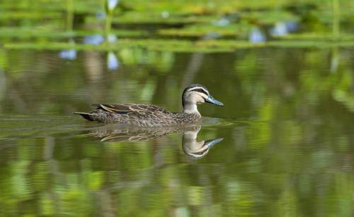 Pacific Black Duck
