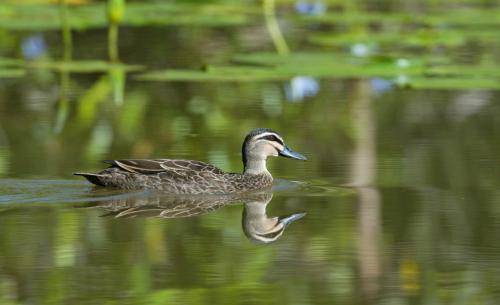 Pacific Black Duck