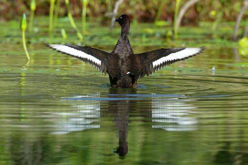 White eyed Duck (Hardhead)