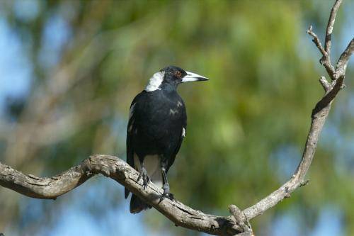 Australian Magpie