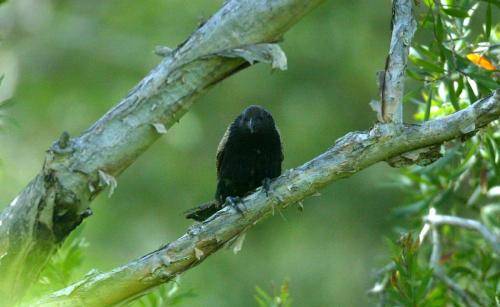 Pheasant Coucal
