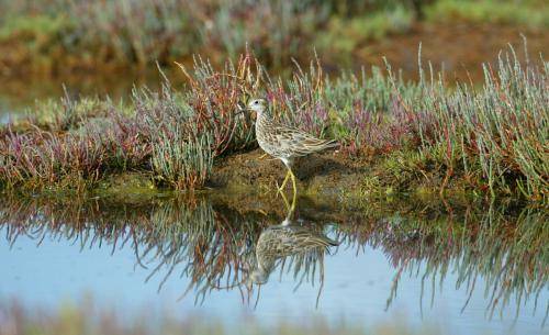 Sharp tailed Sandpiper