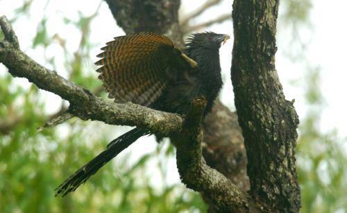 Pheasant Coucal
