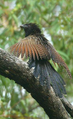 Pheasant Coucal