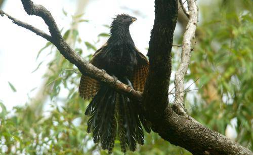 Pheasant Coucal