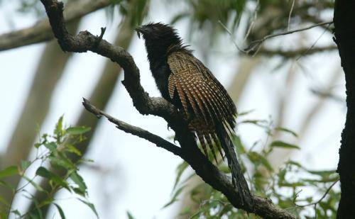 Pheasant Coucal